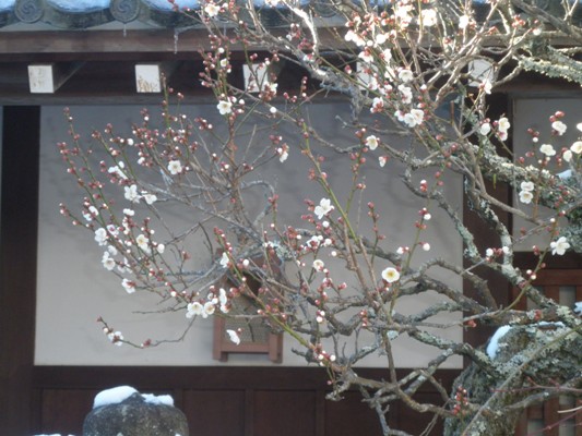 haku5280124