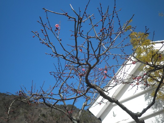 hana1270220