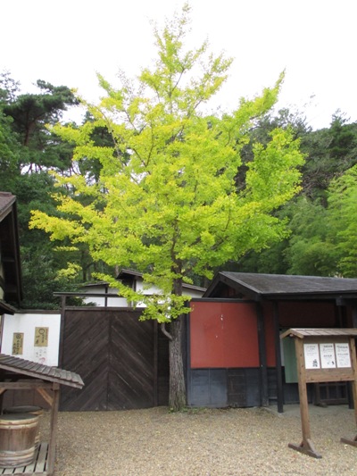 hana2011029