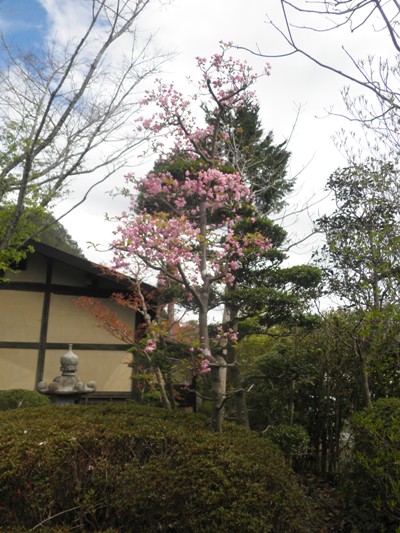 hananaka270424