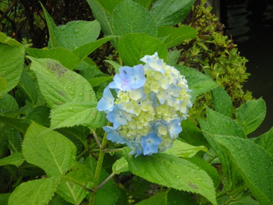 hashi2280615