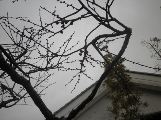 hashikin270119