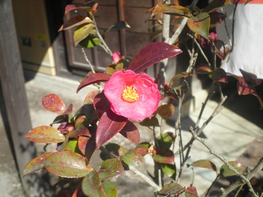 hashikin270226