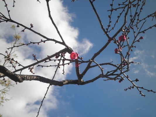 hashimini270123