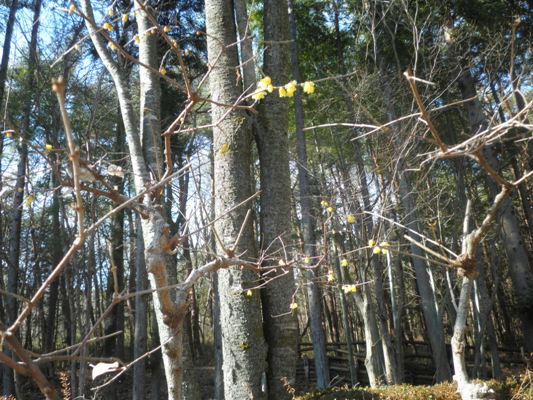 hikin270113