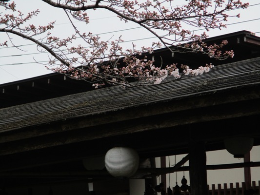 hito6290408