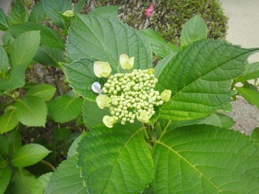 hitofusa280621