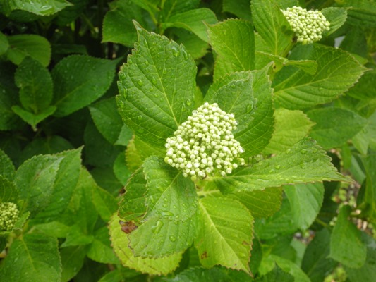 horikin270611