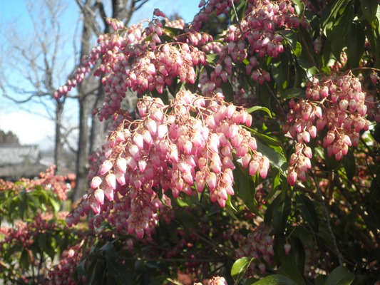 horimaekin270312