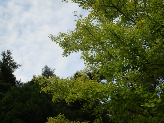 i4291005