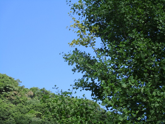 i6290905