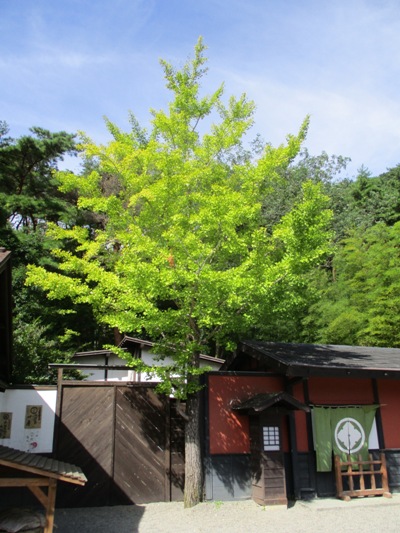 ic2290917