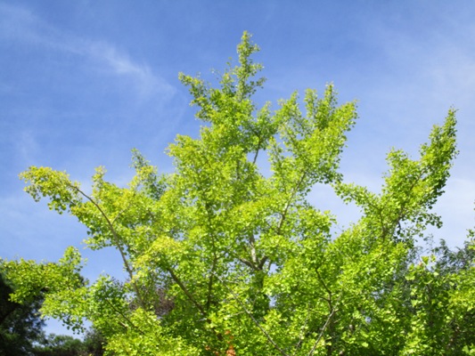 ic3290917