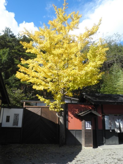 icho1271104