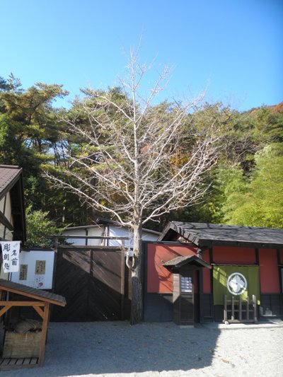 icho2281119