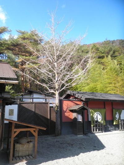 icho2281128