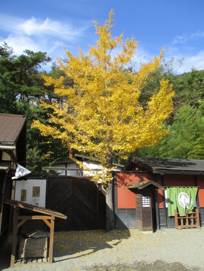 icho2291104