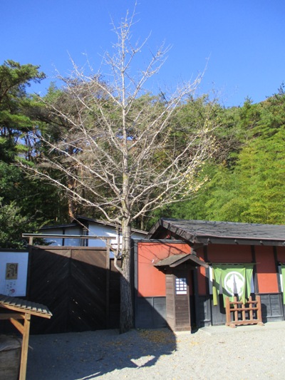 icho2291110