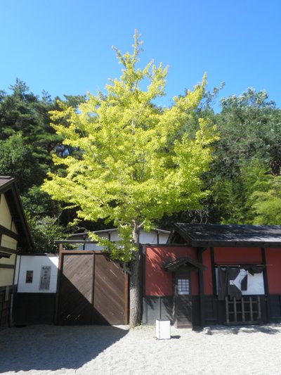 icho260929