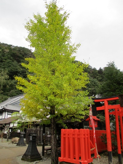 icho4291025