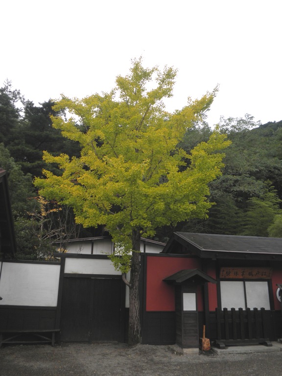ichou221026