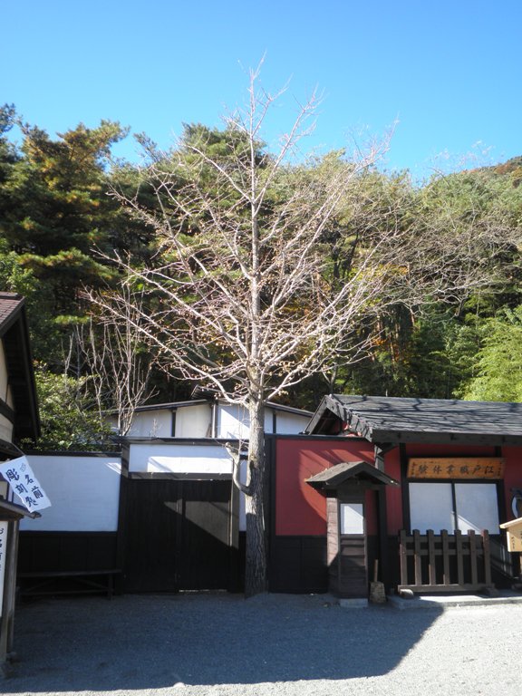 ichou221119