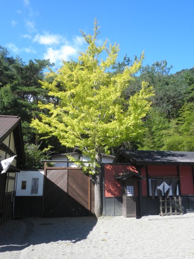 ichou261009