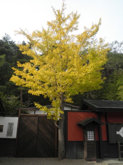 ichou261031