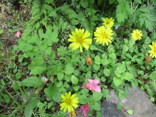 jiba3290516