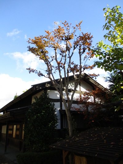 jyu2011116