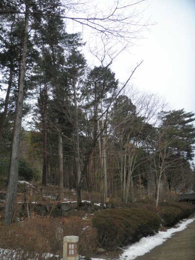 jyu2290126