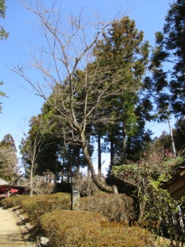 jyu5290404