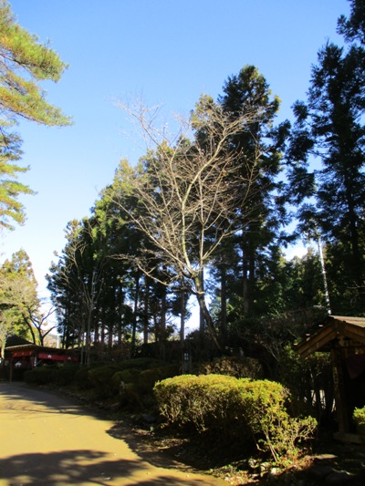 jyu5291205