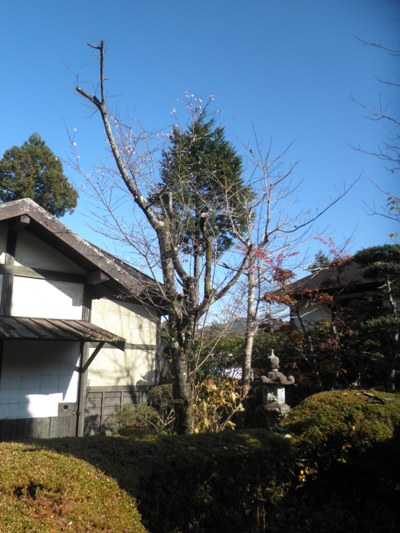 jyuku1281126