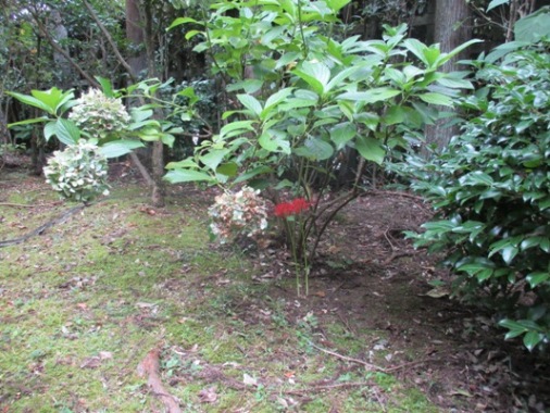 kaidou3290916