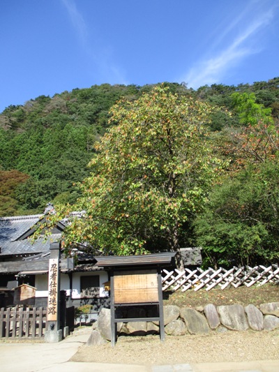 kaki2011021