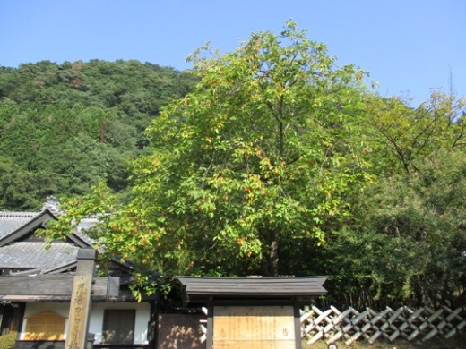 kaki2290929