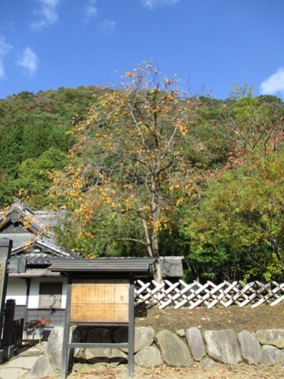 kaki2301102