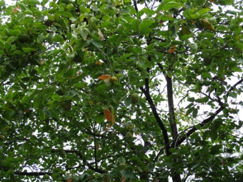 kaki300920