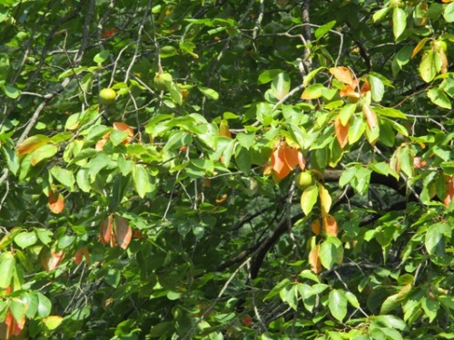 kaki3290929