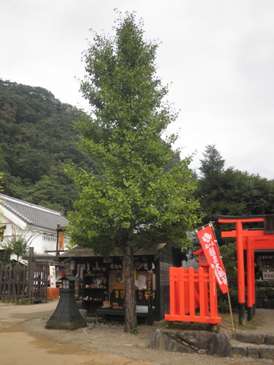 kasama2280921