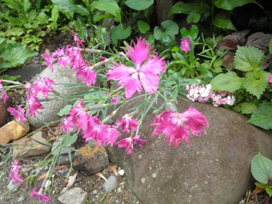 kawa270625