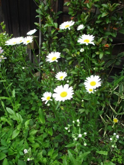 kiku2300518