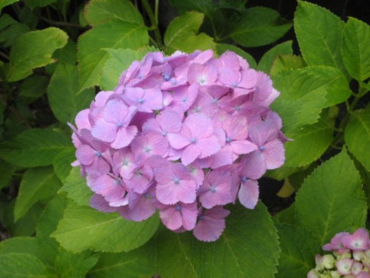 kikukin270630