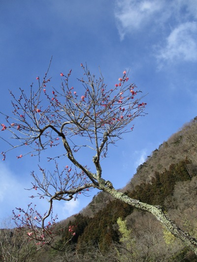 koboku6020209