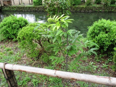 kuri2300830