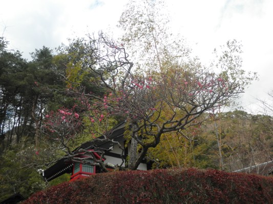 maemigoi270324