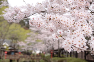 mankai280409