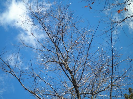 migi1kin261202