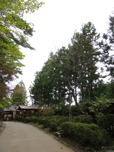 migi2011103